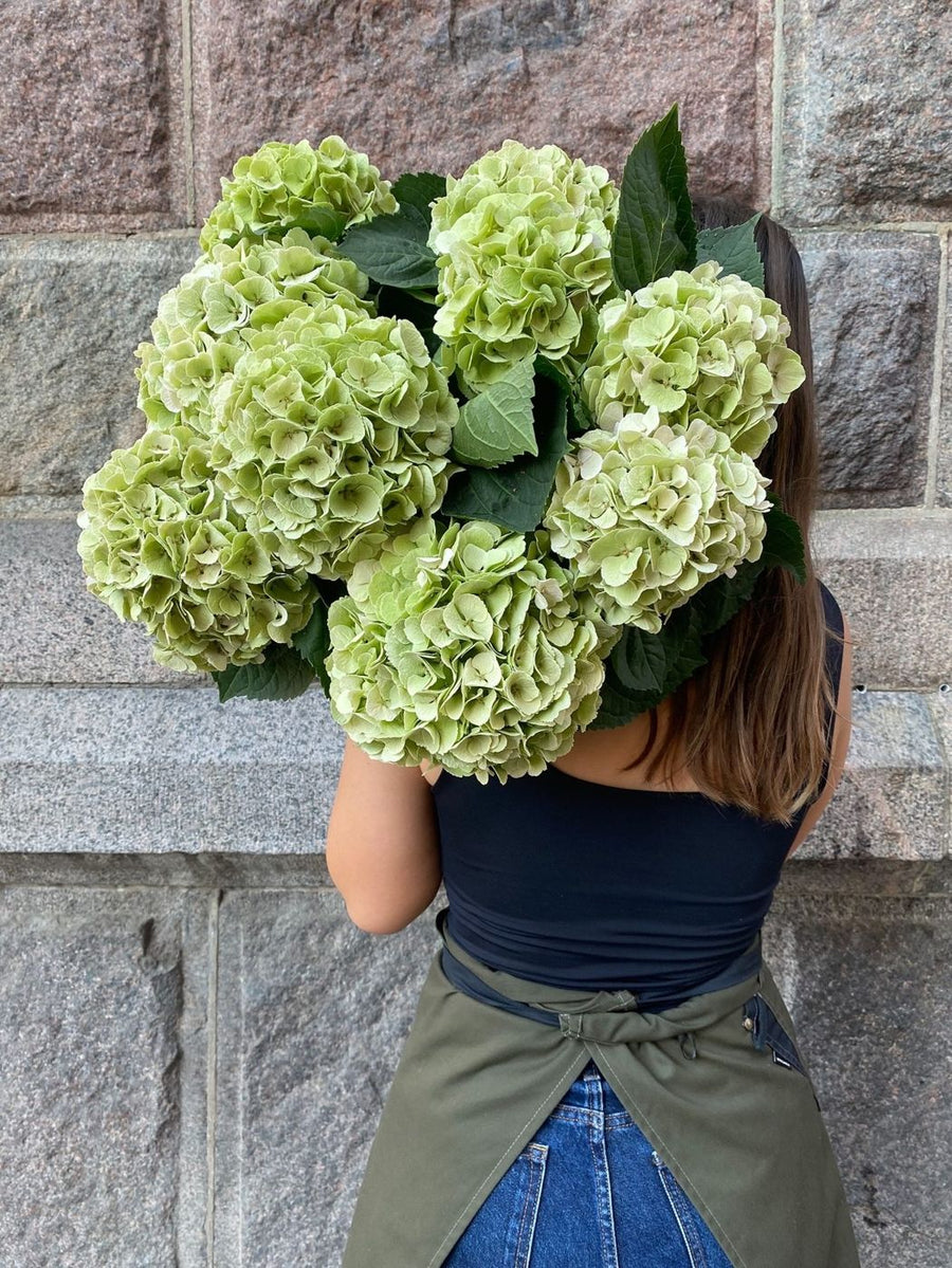 Grønne hortensia – friske bryllupsblomster