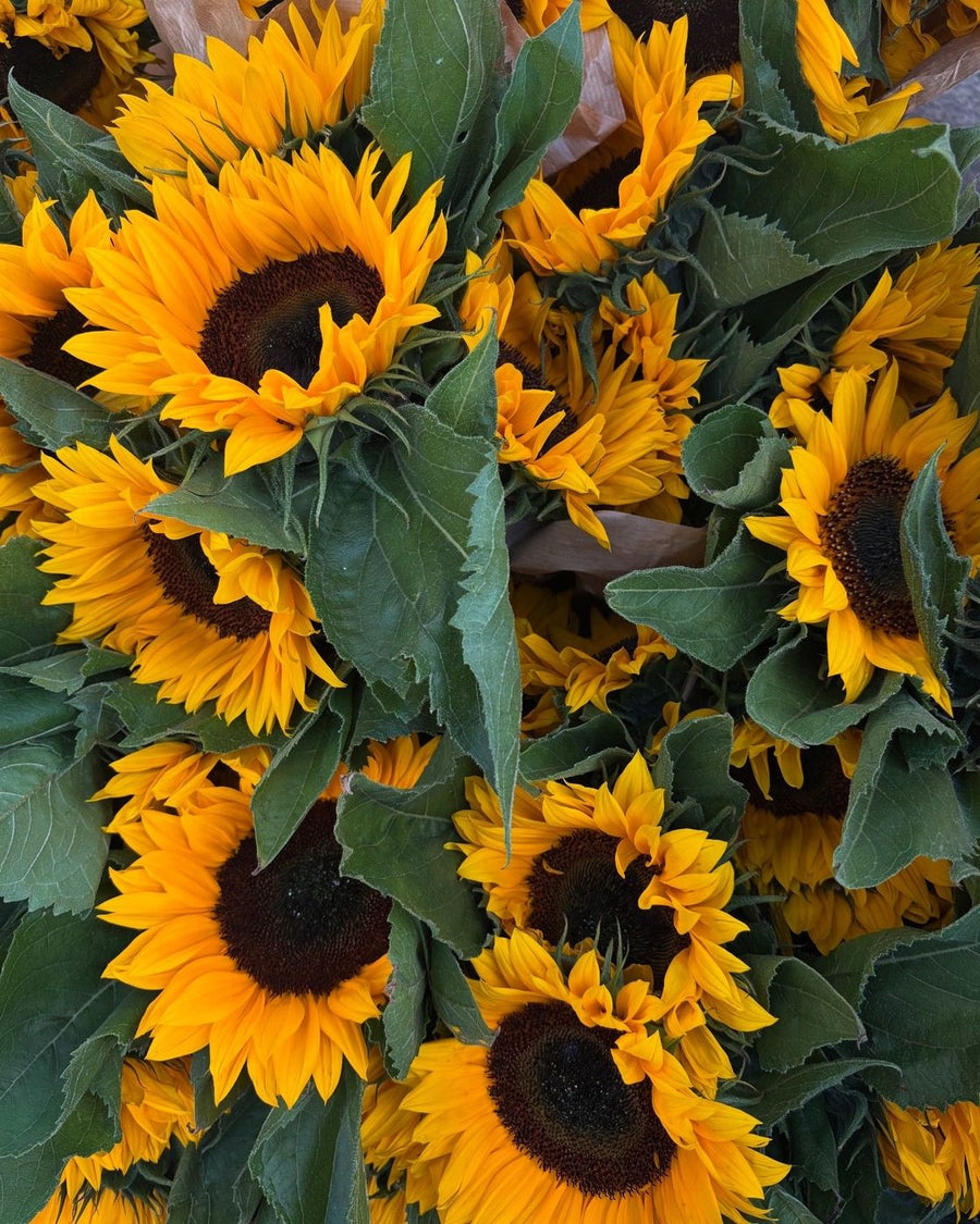 Sæsonens blomster – Plenty Flowers Ebeltoft
